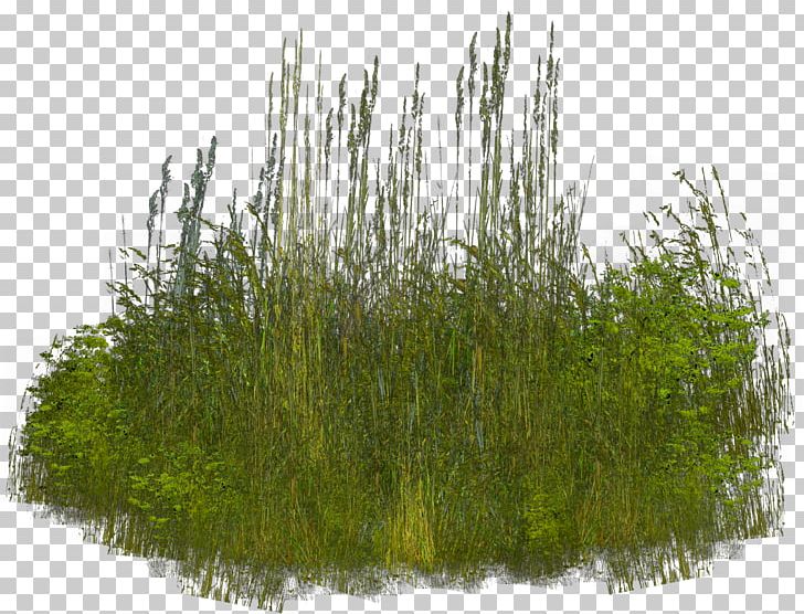 Grass PNG, Clipart, Clip Art, Common Reed, Desktop Wallpaper, Grass, Grasses Free PNG Download