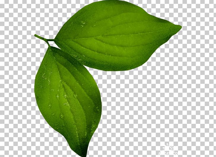 Leaf Archive File RAR PNG, Clipart, Archive File, Leaf, Plant, Plant Stem, Rar Free PNG Download