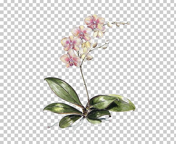 Moth Orchids Drawing Botanical Illustration Watercolor Painting PNG, Clipart, Biological, Botany, Branch, Flower, Flowers Free PNG Download