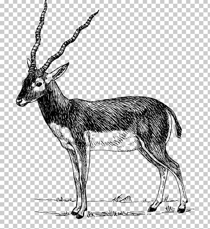 Antelope Pronghorn Impala Gazelle PNG, Clipart, Addax, Animals, Antelope, Antilop, Antler Free PNG Download