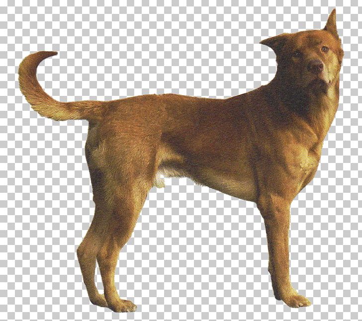 Dog Breed Rare Breed (dog) Phu Quoc Ridgeback Rhodesian Ridgeback Phú Quốc PNG, Clipart, Ancient Dog Breeds, Breed, Breed Group Dog, Carnivoran, Dog Free PNG Download