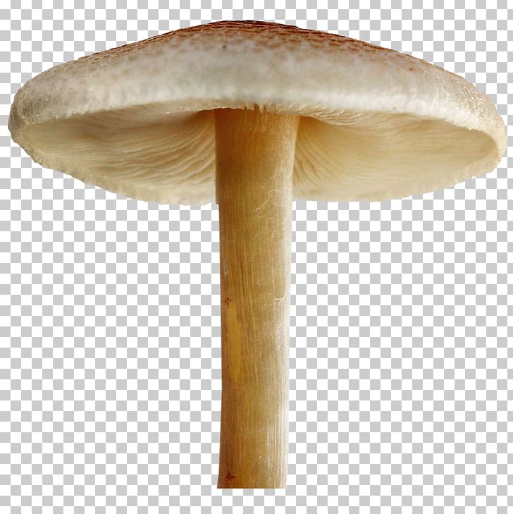 Mushroom Portable Network Graphics Desktop Fungus PNG, Clipart, Desktop Wallpaper, Edible Mushroom, Fungus, Information, Macro Free PNG Download