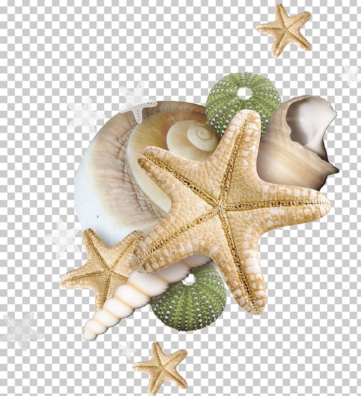 Seashell Beach PNG, Clipart, Animals, Animation, Beach, Computer Graphics, Echinoderm Free PNG Download