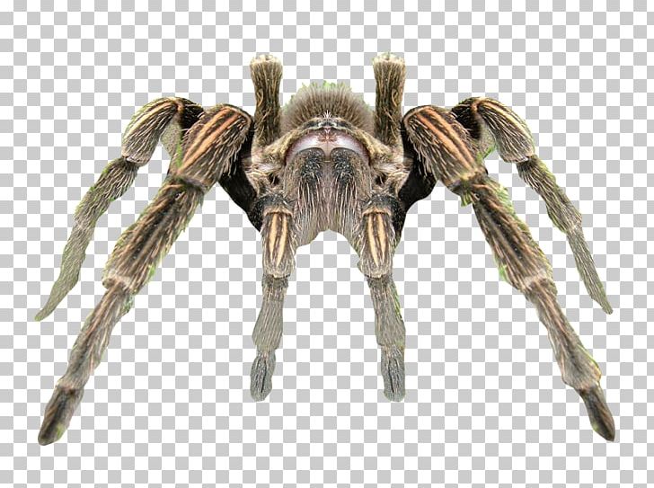 Spider Tarantula Rendering PNG, Clipart, 3d Computer Graphics, Animals, Arachnid, Arthropod, Background Free PNG Download