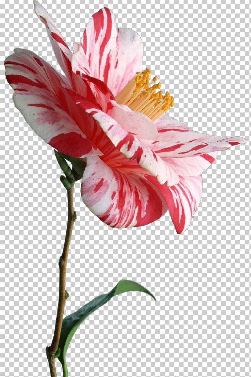 Flower Plant Petal Pink Cut Flowers PNG, Clipart, Anthurium, Cut Flowers, Flower, Pedicel, Petal Free PNG Download