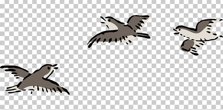 Bird Flight Open Drawing PNG, Clipart, Airplane, Animals, Beak, Bird, Bird Flight Free PNG Download