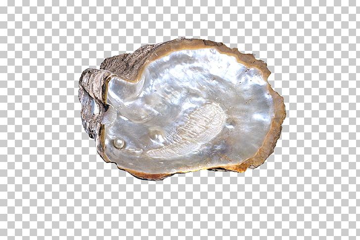 Cockle Seashell PNG, Clipart, Abalone, Animals, Clam, Clams Oysters Mussels And Scallops, Cockle Free PNG Download