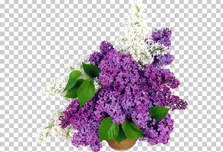 Flowerpot Cut Flowers Lilac PNG, Clipart, Annual Plant, Common Lilac, Cut Flowers, Desktop Wallpaper, Floral Design Free PNG Download