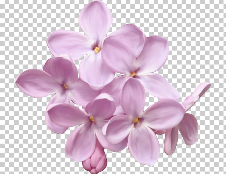 Photography Lilac PNG, Clipart, Albom, Blog, Deco, Fleur, Flower Free PNG Download