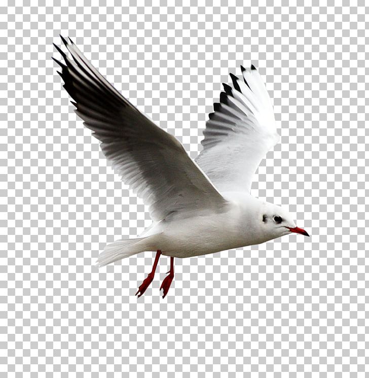 Bird Gulls European Herring Gull PNG, Clipart, Animals, Beak, Bird, Charadriiformes, Desktop Wallpaper Free PNG Download