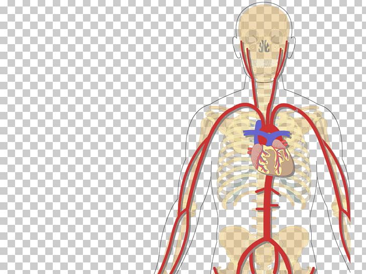 Human Body Vein Inferior Vena Cava Subclavian Artery PNG, Clipart, Arm, Artery, Axillary Artery, Axillary Vein, Blood Vessel Free PNG Download