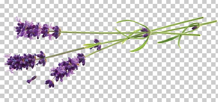 Lavender Flower Stock Photography Plant PNG, Clipart, Body Jewelry, Branch, Flora, Flower, Flowering Plant Free PNG Download