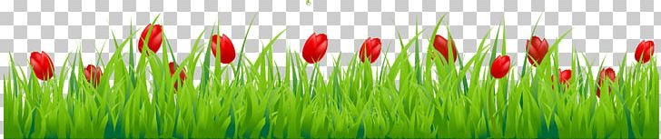 Tulip Flower Stock Photography PNG, Clipart, Closeup, Commodity, Computer Wallpaper, Depositphotos, Flower Free PNG Download
