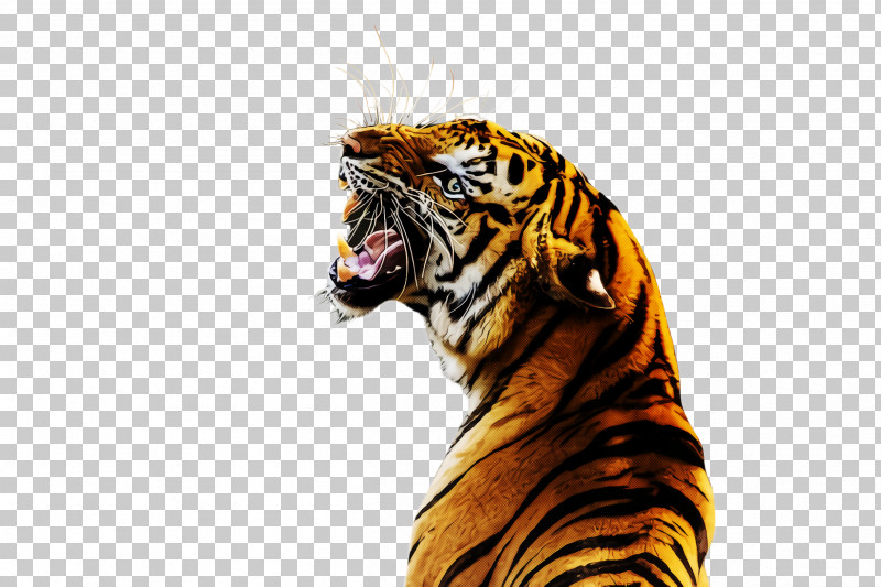 Tiger Bengal Tiger Siberian Tiger Roar Wildlife PNG, Clipart, Bengal Tiger, Roar, Siberian Tiger, Snout, Tiger Free PNG Download