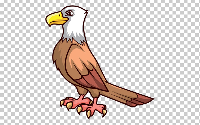Bird Beak Eagle Bald Eagle Bird Of Prey PNG, Clipart, Accipitridae, Bald Eagle, Beak, Bird, Bird Of Prey Free PNG Download