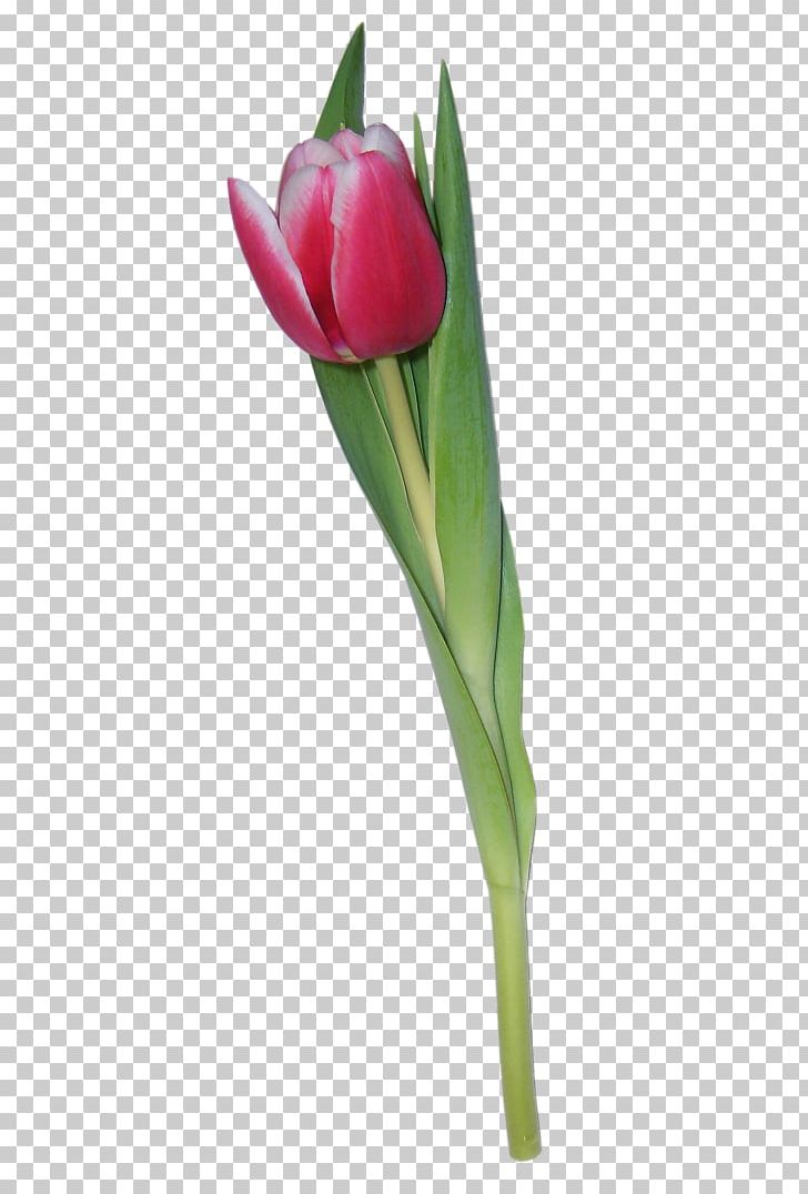 Tulip Flower PNG, Clipart, Animation, Bud, Computer Icons, Cut Flowers, Data Conversion Free PNG Download