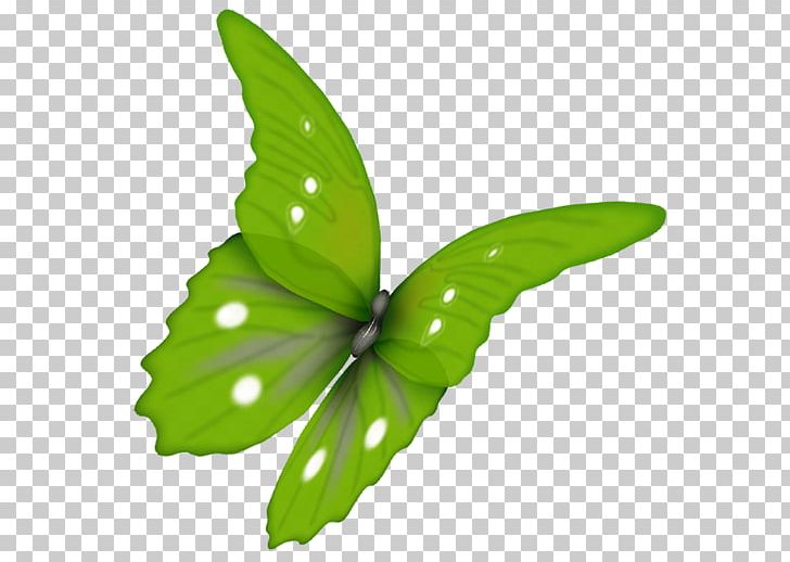Butterfly Green PNG, Clipart, Brush Footed Butterfly, Butterflies And Moths, Butterfly, Color, Green Free PNG Download