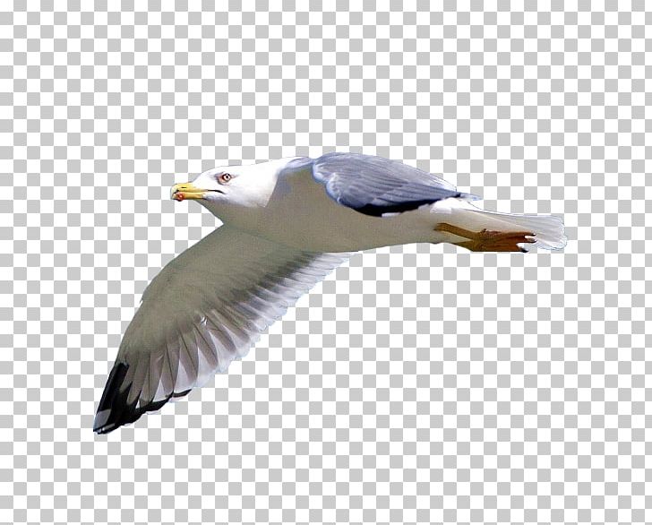 European Herring Gull Bald Eagle Raster Graphics Bird PNG, Clipart, 2d Computer Graphics, Animals, Bald Eagle, Beak, Bird Free PNG Download