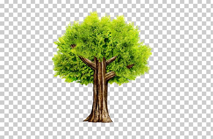 Tree Icon PNG, Clipart, Computer Wallpaper, Decorative Patterns, Download, Flowerpot, Grass Free PNG Download