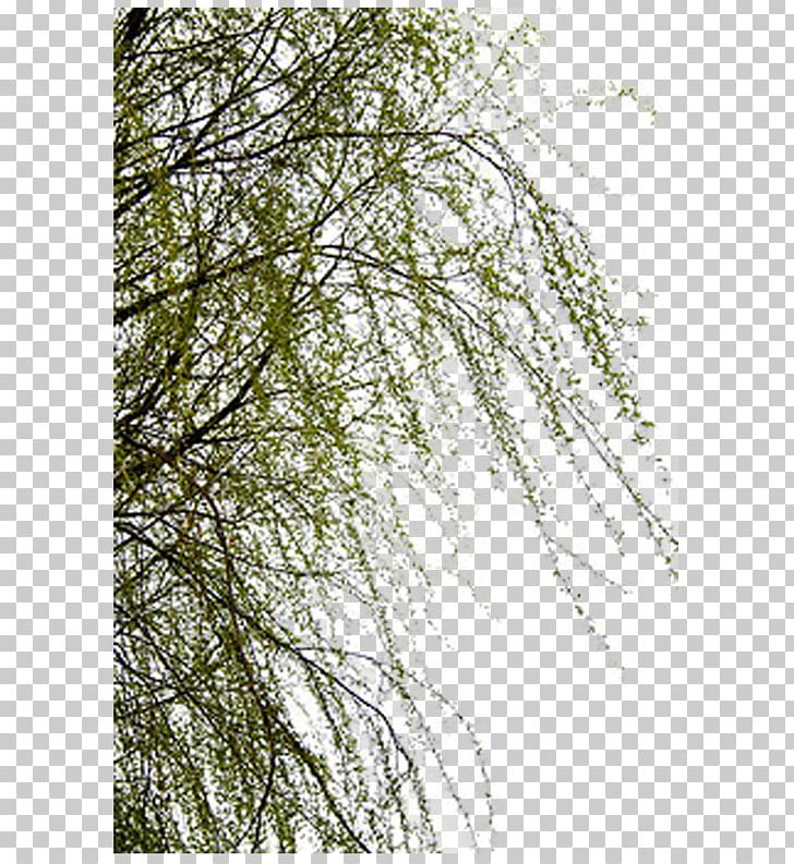 Willow Trees PNG, Clipart, Autocad Dxf, Branch, Computer Icons, Decorative Patterns, Download Free PNG Download