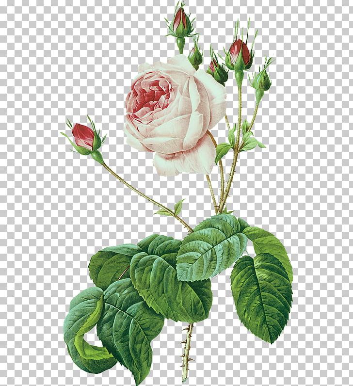 Les Roses Botany Printing PNG, Clipart, Botanical Illustration, Cut Flowers, Engraving, Floral Design, Floribunda Free PNG Download