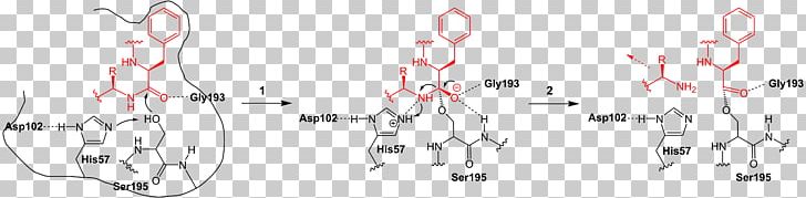 Chymotrypsin Catalytic Triad Enzyme Serine Protease PNG, Clipart, Angle, Aspartic Acid, Calligraphy, Catalytic Triad, Chymotrypsin Free PNG Download