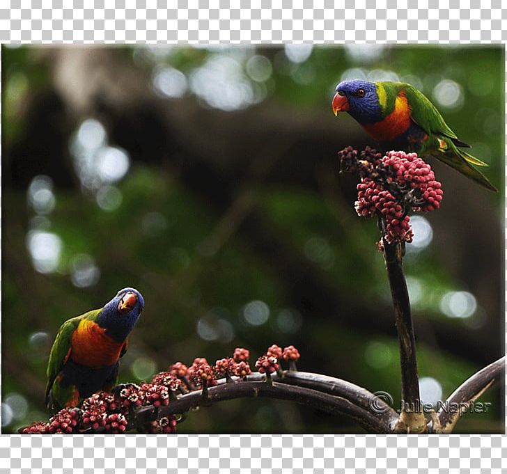 Loriini Finches Parakeet Fauna Beak PNG, Clipart, Beak, Bird, Branch, Cassowary, Fauna Free PNG Download