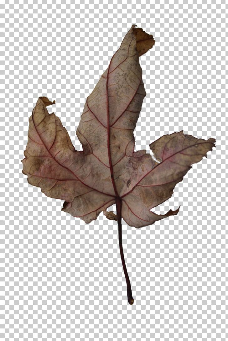 Twig Leaf PNG, Clipart, Leaf, Mobile Manipulator, Plant, Tree, Twig Free PNG Download