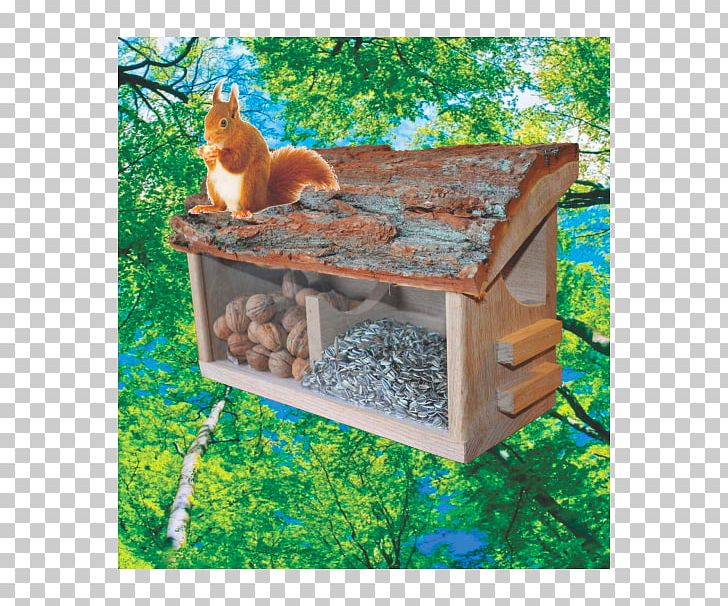 Red Squirrel Owl Bird House PNG, Clipart, Animal, Animals, Bird, Buffet, Cold Free PNG Download