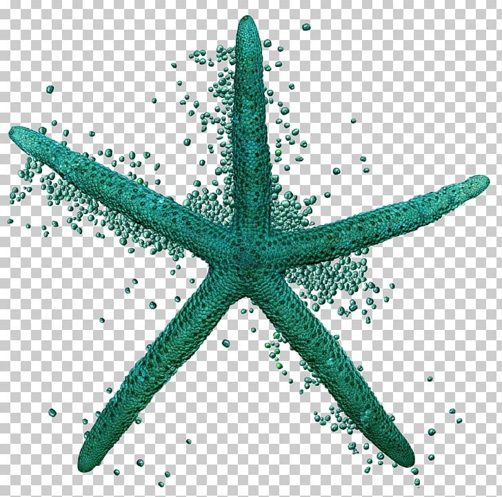 Starfish Sea Echinoderm Animal Ocean PNG, Clipart, 29 De Abril De 2015, Animal, Animals, Echinoderm, Etoile Free PNG Download