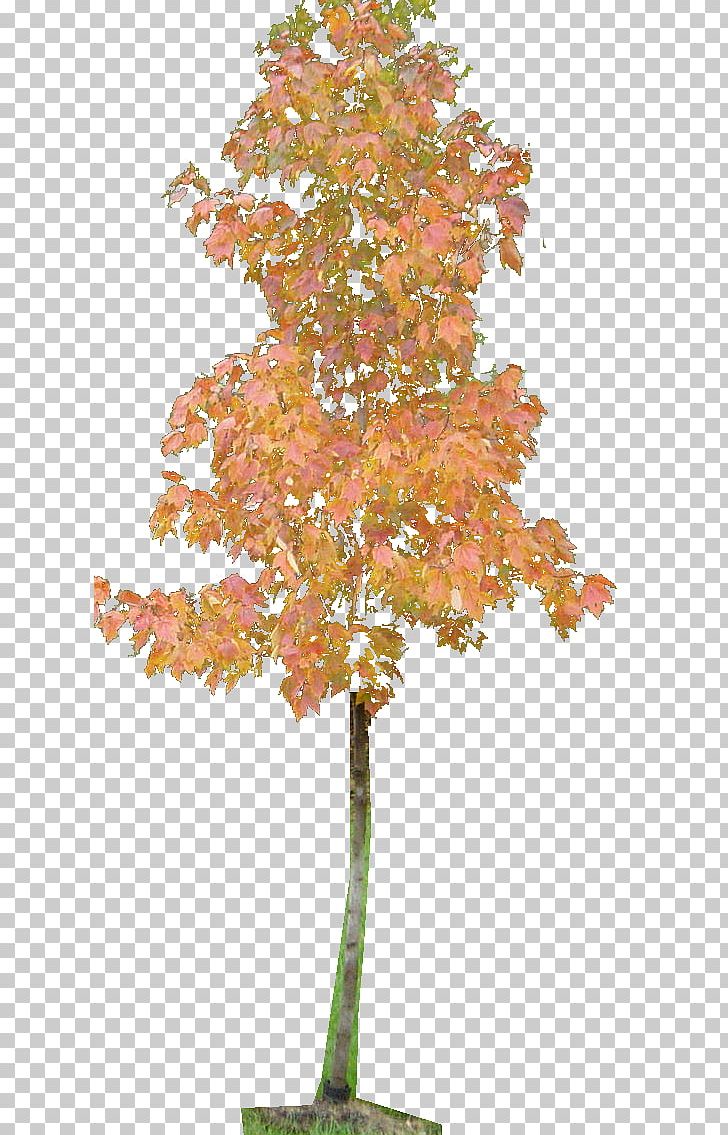 Twig Ginkgo Biloba Plant Stem Leaf Maple PNG, Clipart, Branch, Chap, Ginkgo Biloba, Houseplant, Leaf Free PNG Download
