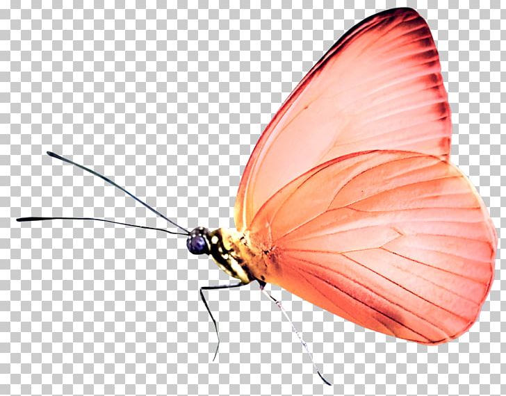 Butterfly Pterygota PNG, Clipart, Animal, Animals, Arthropod, Beautiful, Brush Footed Butterfly Free PNG Download