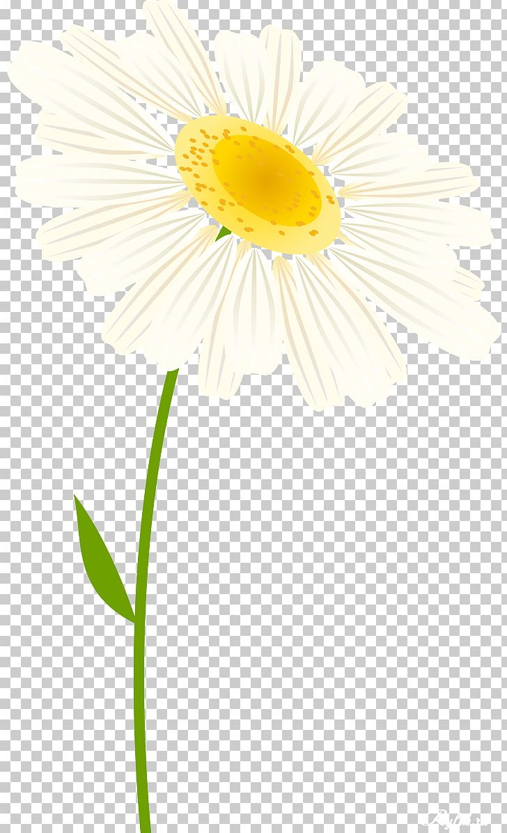 Daisy Family Oxeye Daisy Cut Flowers Transvaal Daisy PNG, Clipart, Advertising, Camomile, Cut Flowers, Daisy, Daisy Family Free PNG Download