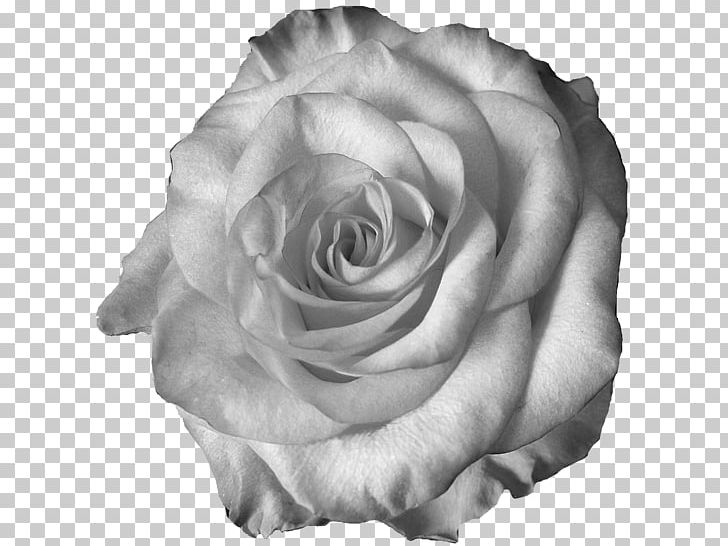 Garden Roses Centifolia Roses White Cut Flowers Petal PNG, Clipart, Centifolia Roses, Cut Flowers, Dawn, Duvet, Duvet Cover Free PNG Download