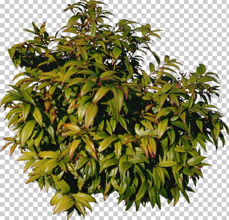 Tree Mangifera Indica PNG, Clipart, Branch, Bush, Desktop Wallpaper, Download, Drawing Free PNG Download