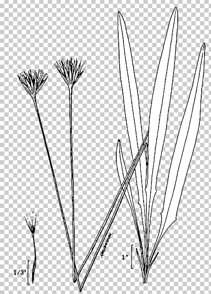 Twig Tree Leaf Plant Stem Grasses PNG, Clipart, Black And White, Branch, Commodity, Family, Flora Free PNG Download