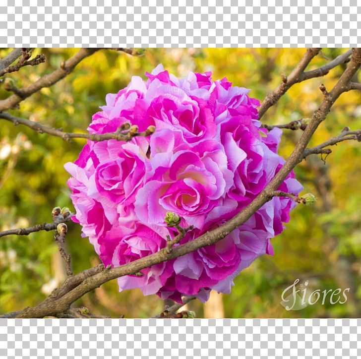 Cabbage Rose Garden Roses Copyright 2016 Floribunda Standard Form Contract PNG, Clipart, Annual Plant, Blossom, Branch, Contract, Copyright 2016 Free PNG Download