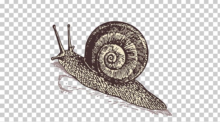 Sea Snail Orthogastropoda PNG, Clipart, Animals, Buckle, Designer, Download, Euclidean Vector Free PNG Download