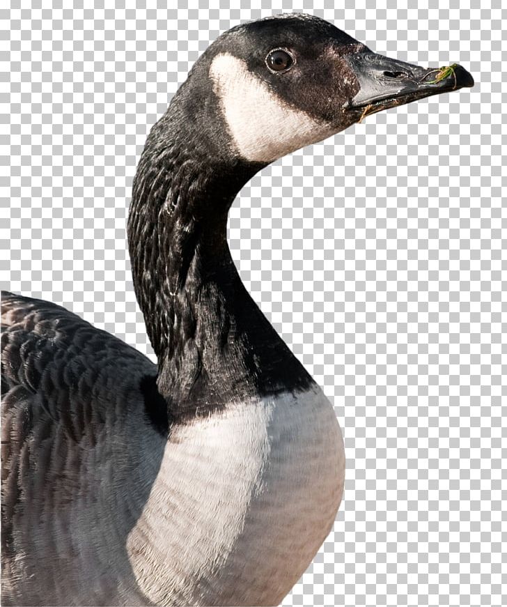 Canada Goose Duck Mallard Bird PNG, Clipart, Animals, Anserinae, Bald Eagle, Beak, Bird Free PNG Download