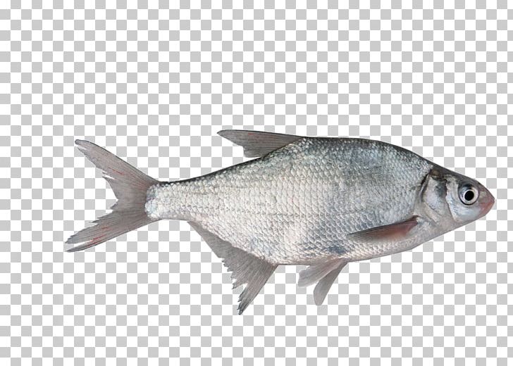 Stock Photography Freshwater Fish PNG, Clipart, Animals, Animal Source Foods, Aquarium Fish, Barramundi, Common Roach Free PNG Download