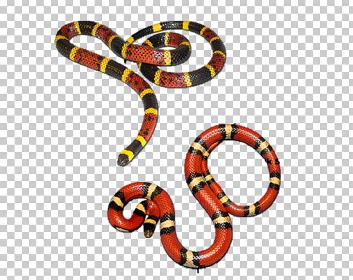 Texas Coral Snake Venomous Snake Kill A Fellow PNG, Clipart, Animals, Banded Water Snake, Black Mamba, Black Milk Snake, Body Jewelry Free PNG Download