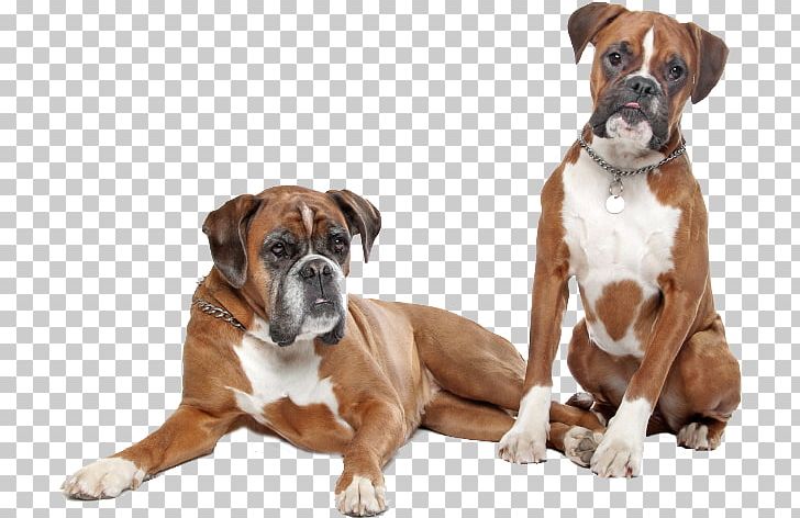Boxer Puppy Newfoundland Dog Golden Retriever Dobermann PNG, Clipart, Boxer, Boxer Dog, Breed, Carnivoran, Companion Dog Free PNG Download