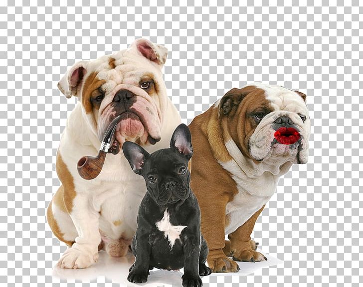 French Bulldog Cat Puppy Pet PNG, Clipart, Animal, Animals, Bulldog, Carnivoran, Companion Dog Free PNG Download