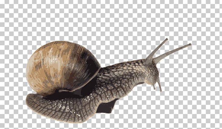 Portable Network Graphics Snail File Format PNG, Clipart, Animals, Archive File, Computer Icons, Desktop Wallpaper, Digital Image Free PNG Download