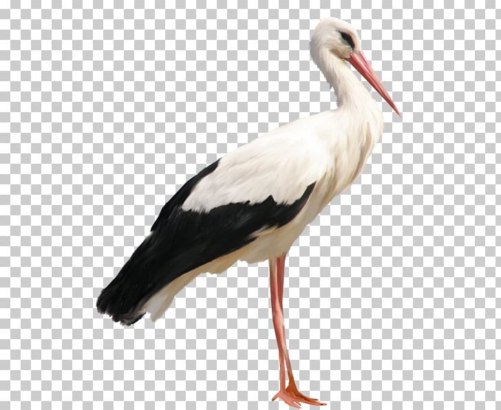 Stork PNG, Clipart, Stork Free PNG Download