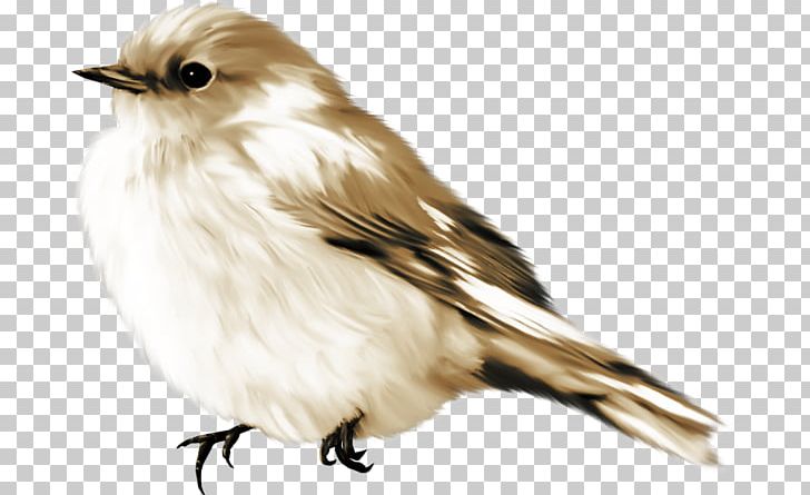 Bird House Sparrow PNG, Clipart, Animals, Beak, Bird, Cartoon, Drawn Free PNG Download
