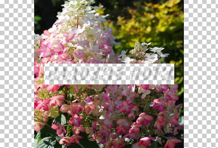 Hydrangea Arborescens De Hortensia Shrub French Hydrangea Plant PNG, Clipart, Annual Plant, Blash, Cornus Alba, Cultivar, Flora Free PNG Download