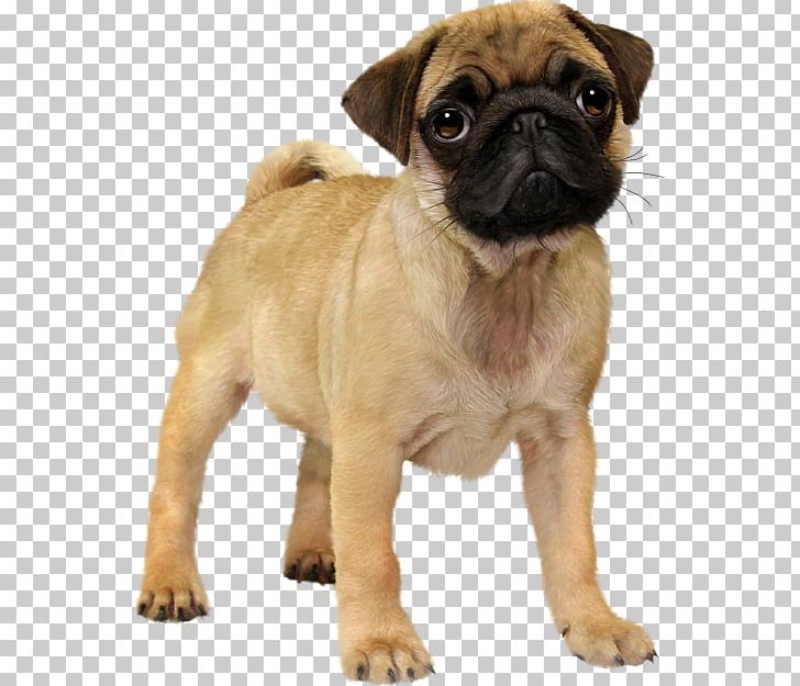 Pug Puppy Animal Dog Breed PNG, Clipart, Animal, Animals, Animated Film, Carnivoran, Chien Free PNG Download