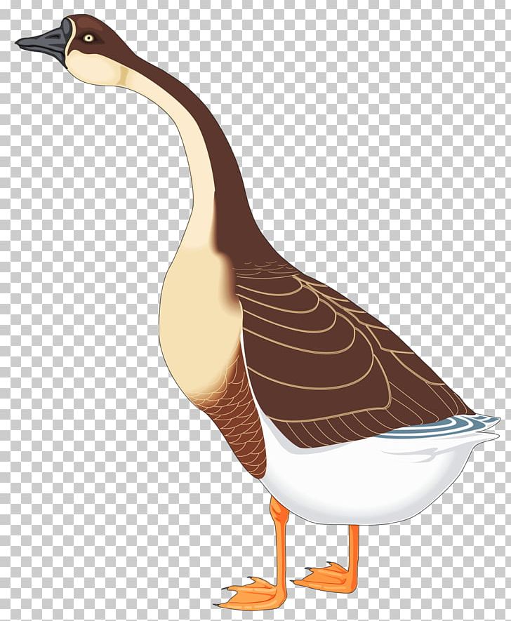 Chinese Goose Bird Duck PNG, Clipart, Animals, Beak, Canada Goose, Canadian Goose, Cartoon Free PNG Download