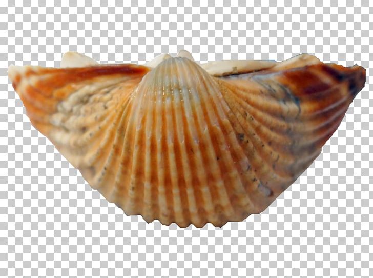 Cockle Conchology Seashell Hontza Museoa PNG, Clipart, Animals, Caracola, Clam, Clams Oysters Mussels And Scallops, Cockle Free PNG Download